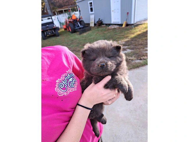 Black and blue Chow chow puppies for sale - 1/6