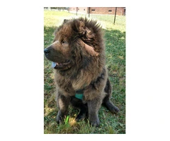 Black and blue Chow chow puppies for sale - 3