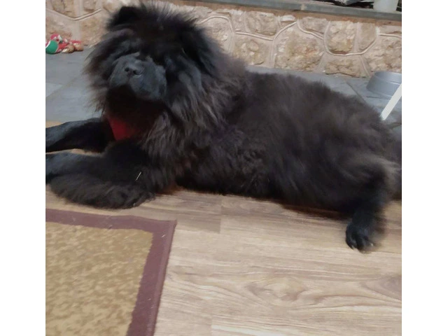 Black and blue Chow chow puppies for sale - 4/6