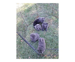Black and blue Chow chow puppies for sale - 5
