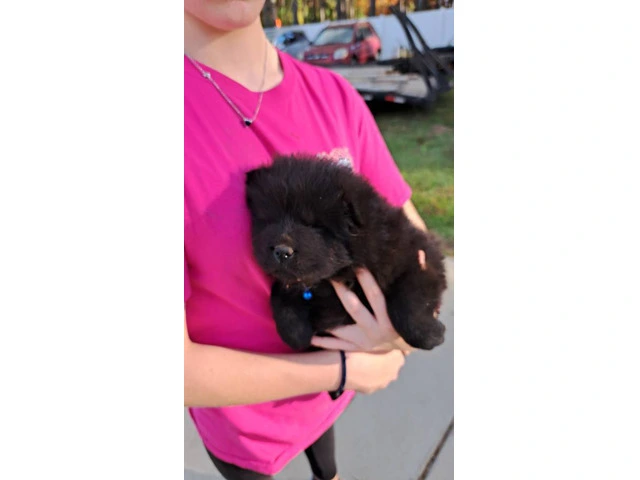 Black and blue Chow chow puppies for sale - 6/6