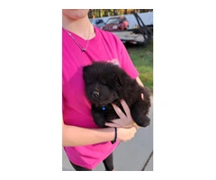 Black and blue Chow chow puppies for sale - 6