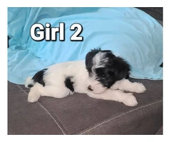 4 Mini Schnauzer puppies for sale