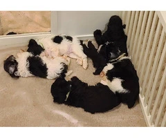 4 Mini Schnauzer puppies for sale - 4