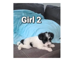 4 Mini Schnauzer puppies for sale - 9