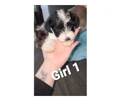 4 Mini Schnauzer puppies for sale - 10
