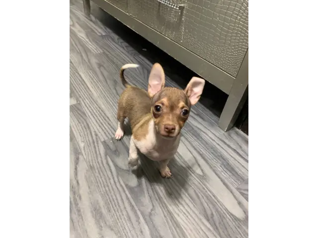 3 months old Chihuahua puppy for sale - 1/4