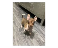 3 months old Chihuahua puppy for sale - 1