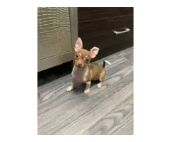 3 months old Chihuahua puppy for sale - 2