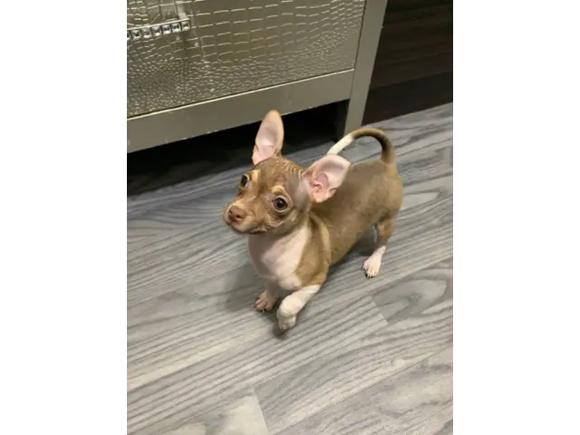 3 months old Chihuahua puppy for sale - 3/4