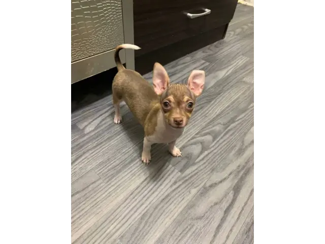 3 months old Chihuahua puppy for sale - 4/4