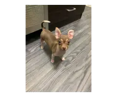 3 months old Chihuahua puppy for sale - 4