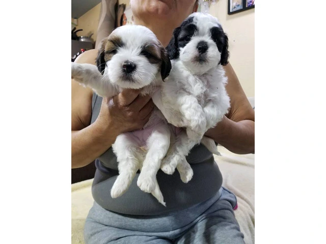 Maltese Shih Tzu puppies $450 - 1/10