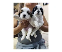 Maltese Shih Tzu puppies $450