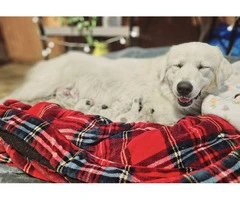 Purebred Great Pyrenees - 2