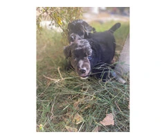 2 Borador puppies looking for a new home. - 3