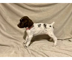 AKC Liver and White German Shorthaired Pointer puppies for sale - 2