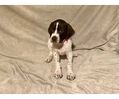 AKC Liver and White German Shorthaired Pointer puppies for sale - 3