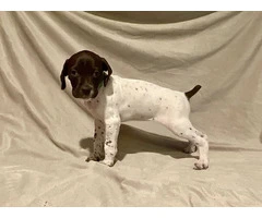 AKC Liver and White German Shorthaired Pointer puppies for sale - 4