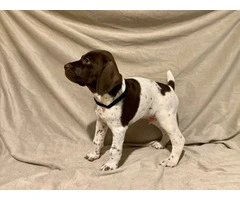 AKC Liver and White German Shorthaired Pointer puppies for sale - 5