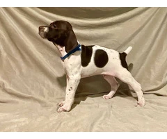 AKC Liver and White German Shorthaired Pointer puppies for sale - 6