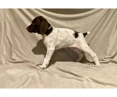 AKC Liver and White German Shorthaired Pointer puppies for sale - 7