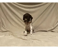 AKC Liver and White German Shorthaired Pointer puppies for sale - 8