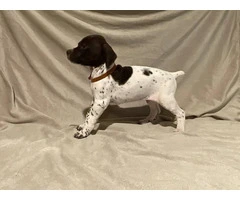 AKC Liver and White German Shorthaired Pointer puppies for sale - 9