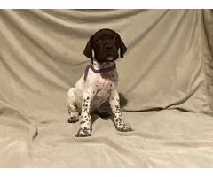 AKC Liver and White German Shorthaired Pointer puppies for sale - 10
