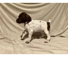 AKC Liver and White German Shorthaired Pointer puppies for sale - 11