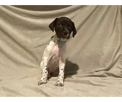 AKC Liver and White German Shorthaired Pointer puppies for sale - 12