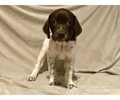 AKC Liver and White German Shorthaired Pointer puppies for sale - 13