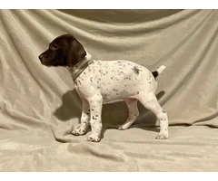 AKC Liver and White German Shorthaired Pointer puppies for sale - 14