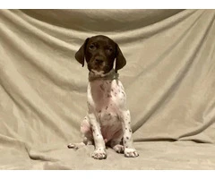 AKC Liver and White German Shorthaired Pointer puppies for sale - 15