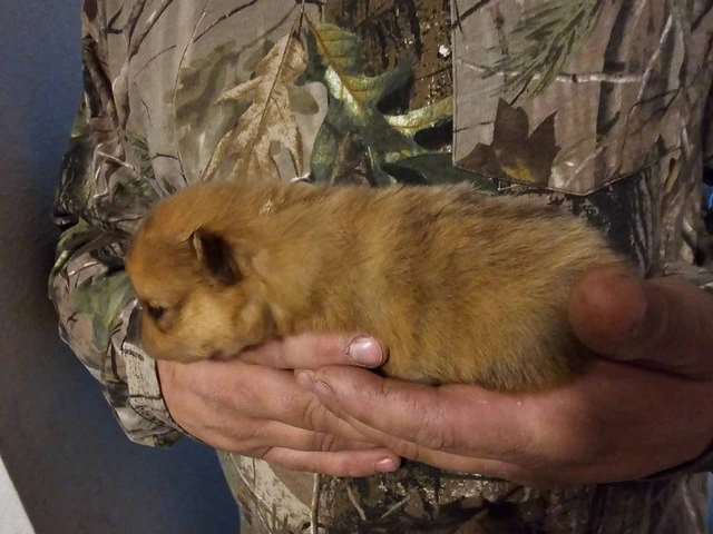 4 Pomeranian babies for sale - 4/13