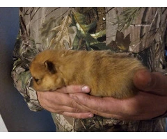 4 Pomeranian babies for sale - 4