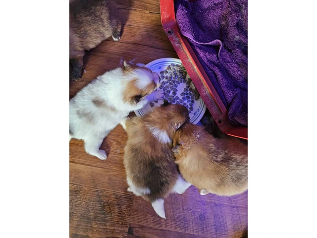 4 Pomeranian babies for sale - 10/13