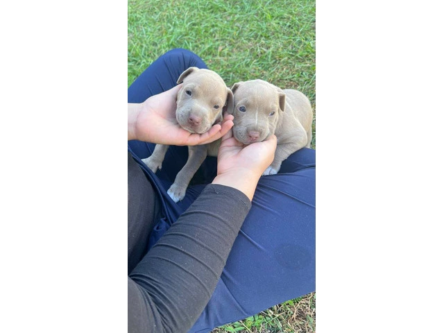 All male pit bull puppies - 2/7