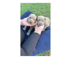 All male pit bull puppies - 2