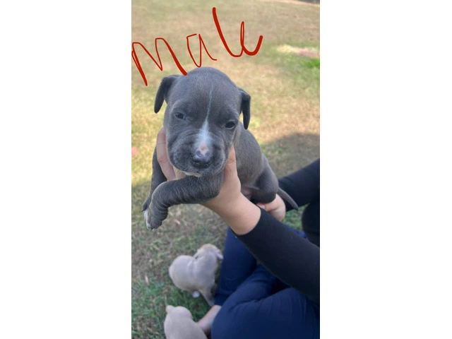 All male pit bull puppies - 3/7