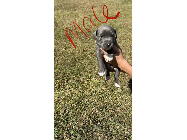 All male pit bull puppies - 4/7