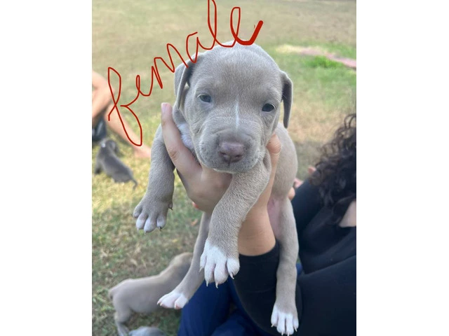All male pit bull puppies - 5/7