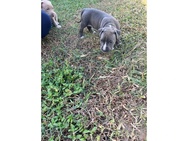 All male pit bull puppies - 7/7