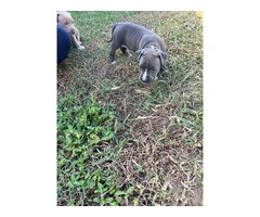 All male pit bull puppies - 7