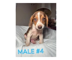 8 weeks old male beagle puppies