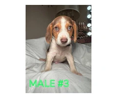 8 weeks old male beagle puppies - 2