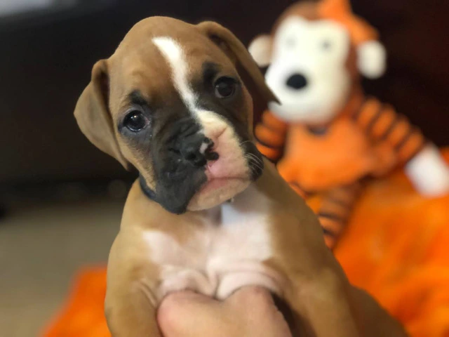 3 Boxer puppies for sale - 1/6