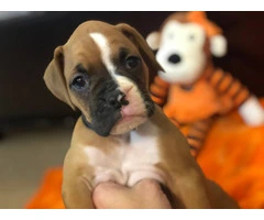 3 Boxer puppies for sale - 1