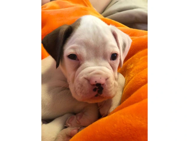 3 Boxer puppies for sale - 2/6