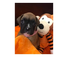 3 Boxer puppies for sale - 4